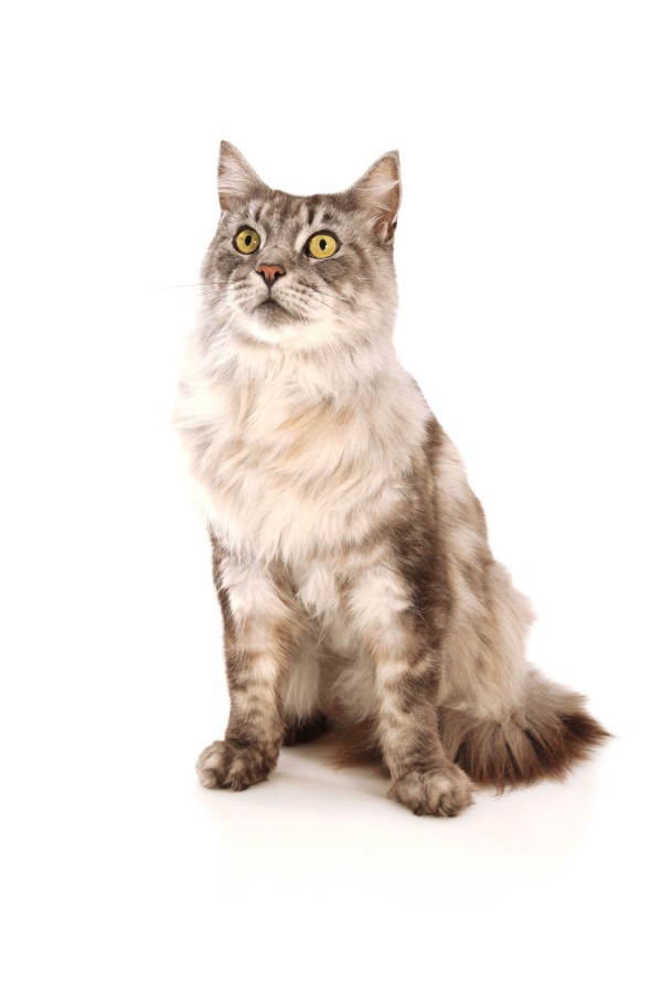 Obezita trápi viac ako šesťdesiat percent mačiek