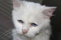 Potrebná pomoc zvieracím hrdinom z útulkov