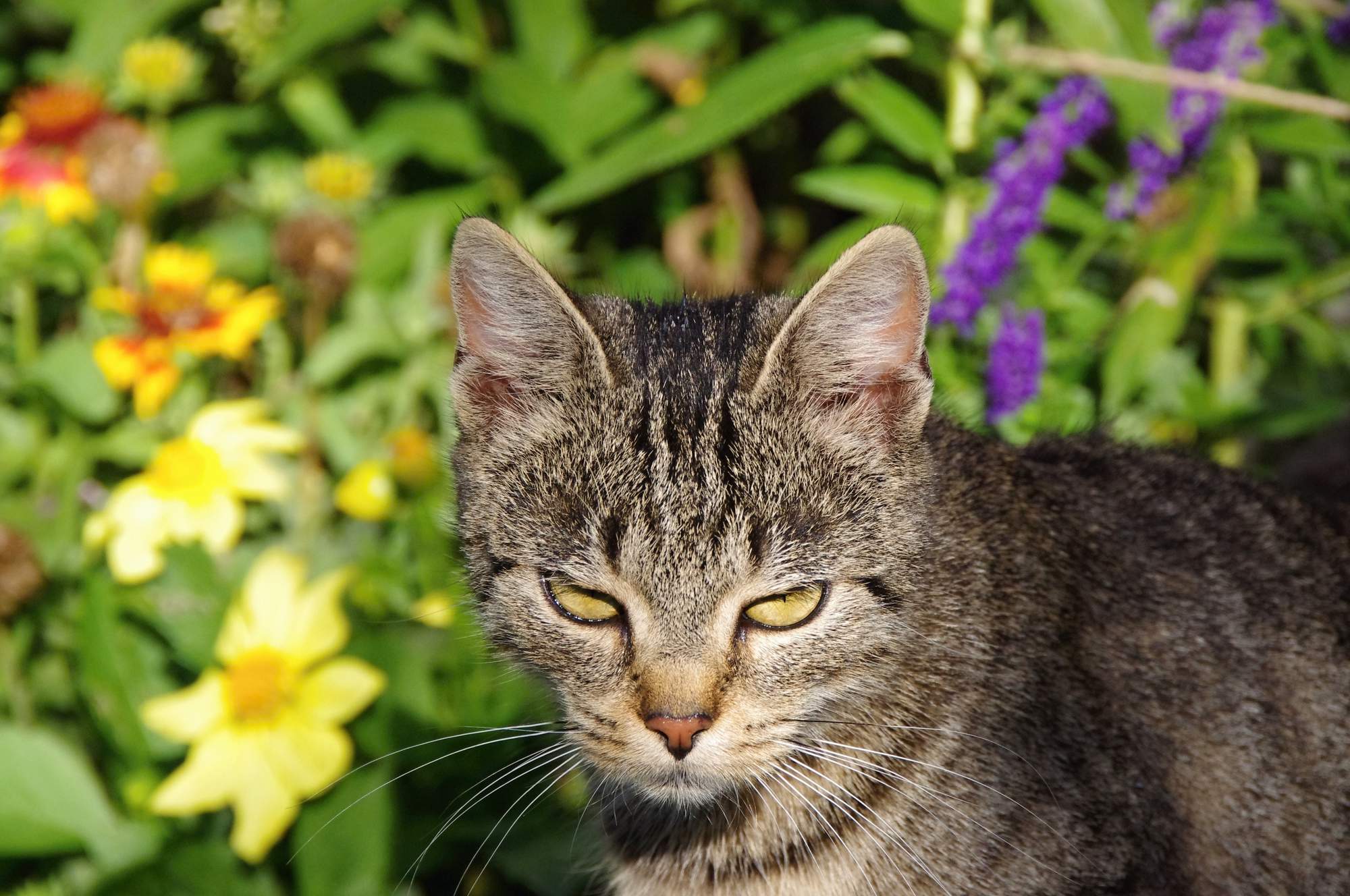 Potravné správanie mačiek
