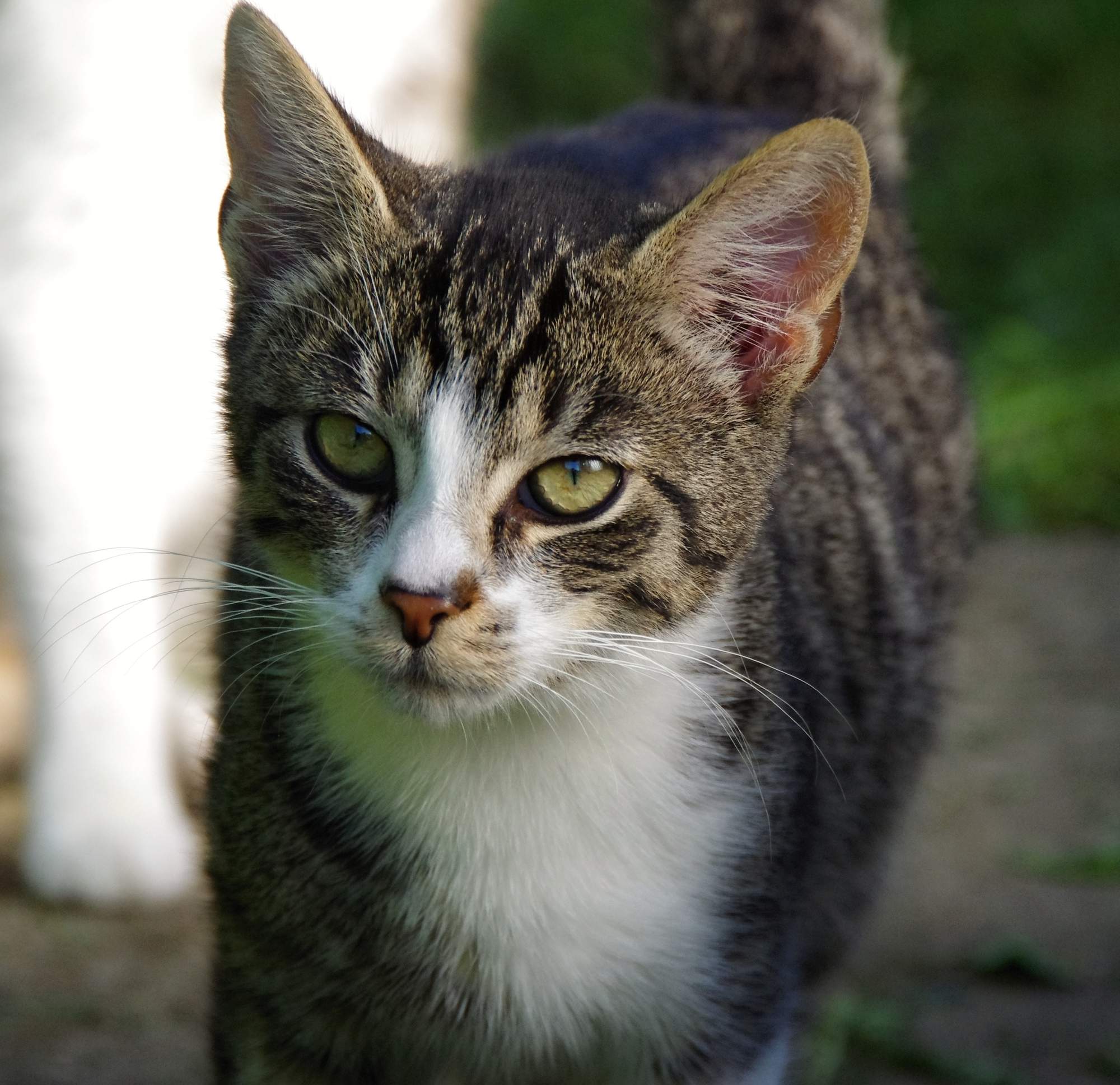 Desatoro starostlivosti o zviera z útulku