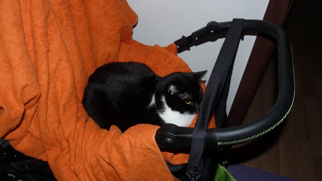 Rozprávanie jednej mačky