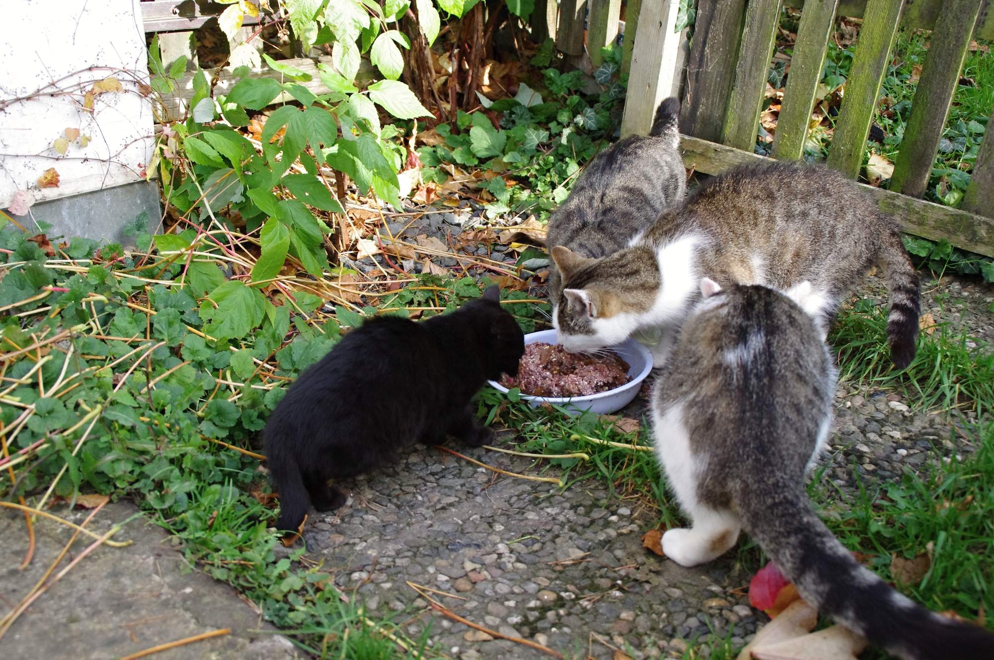 maškrtný jazýček