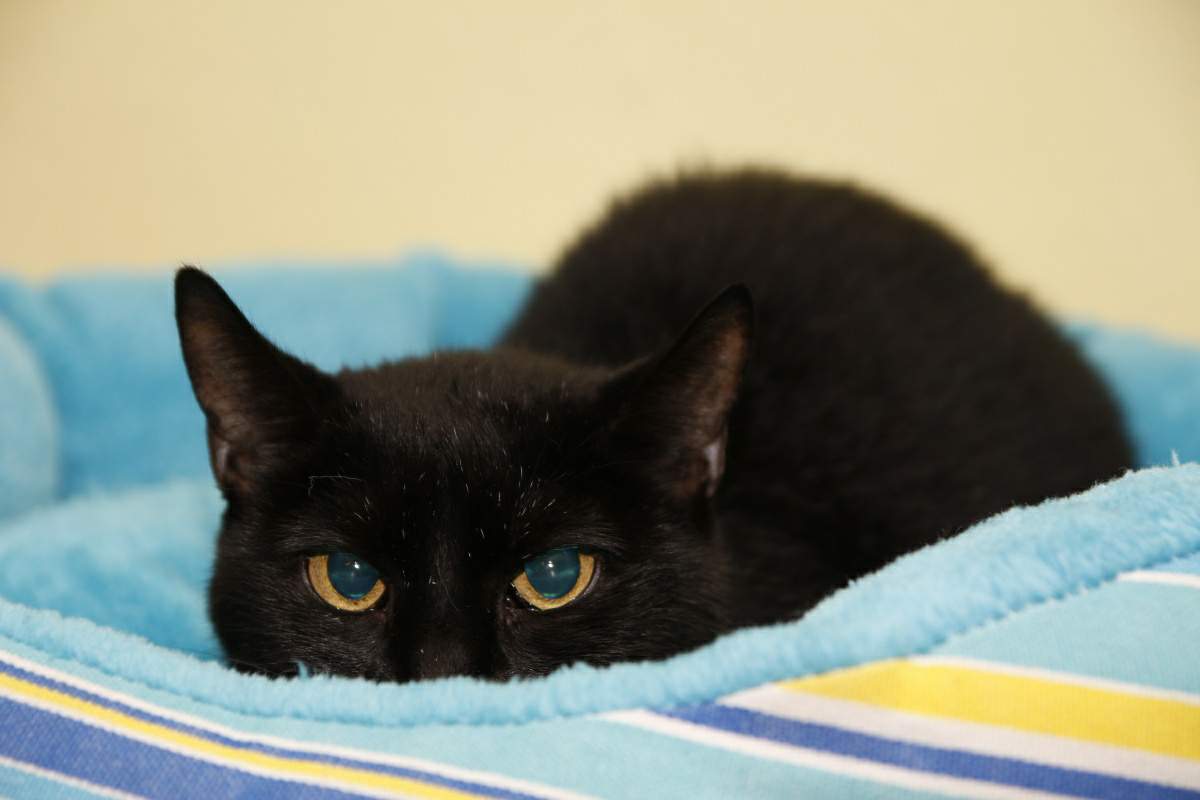 Rozlúčka s milovanou Klejkou