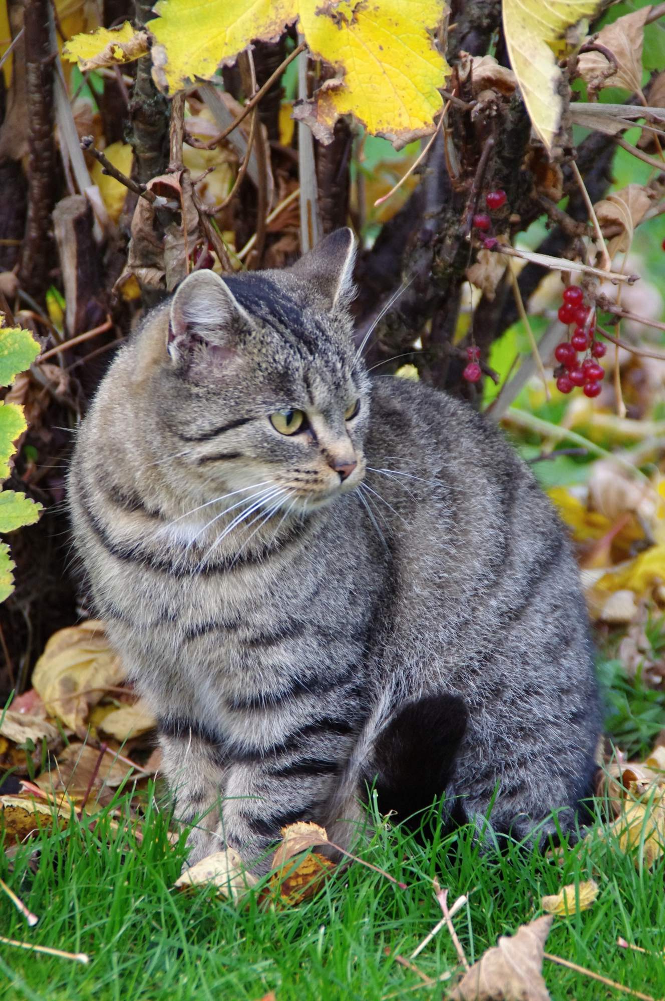 Ako odpudiť kocúra