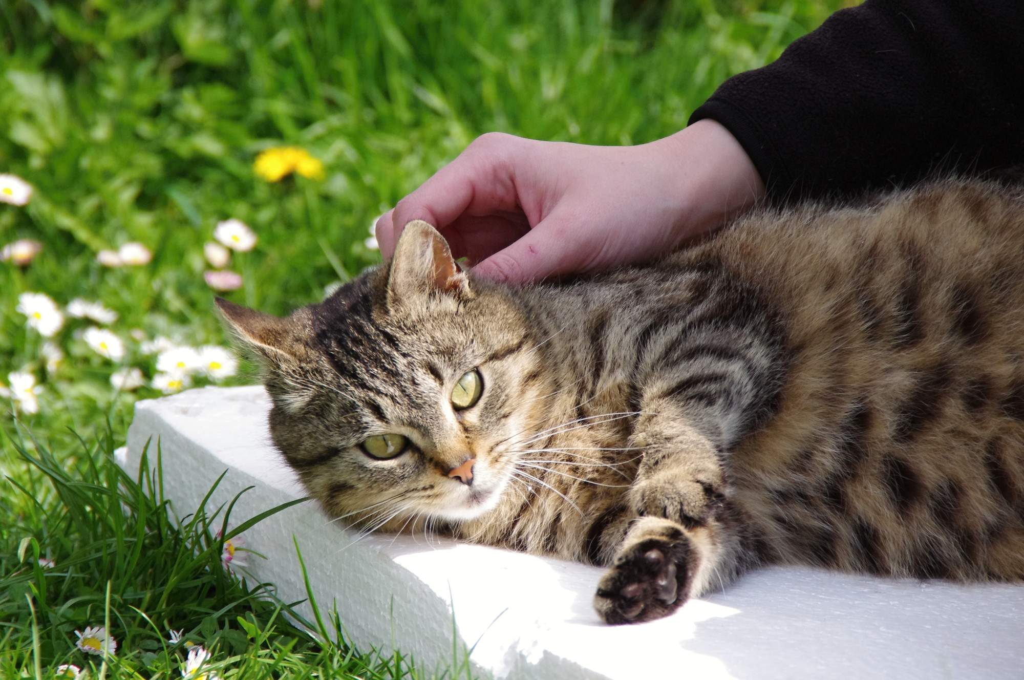 Aké sú prínosy felinoterapii?