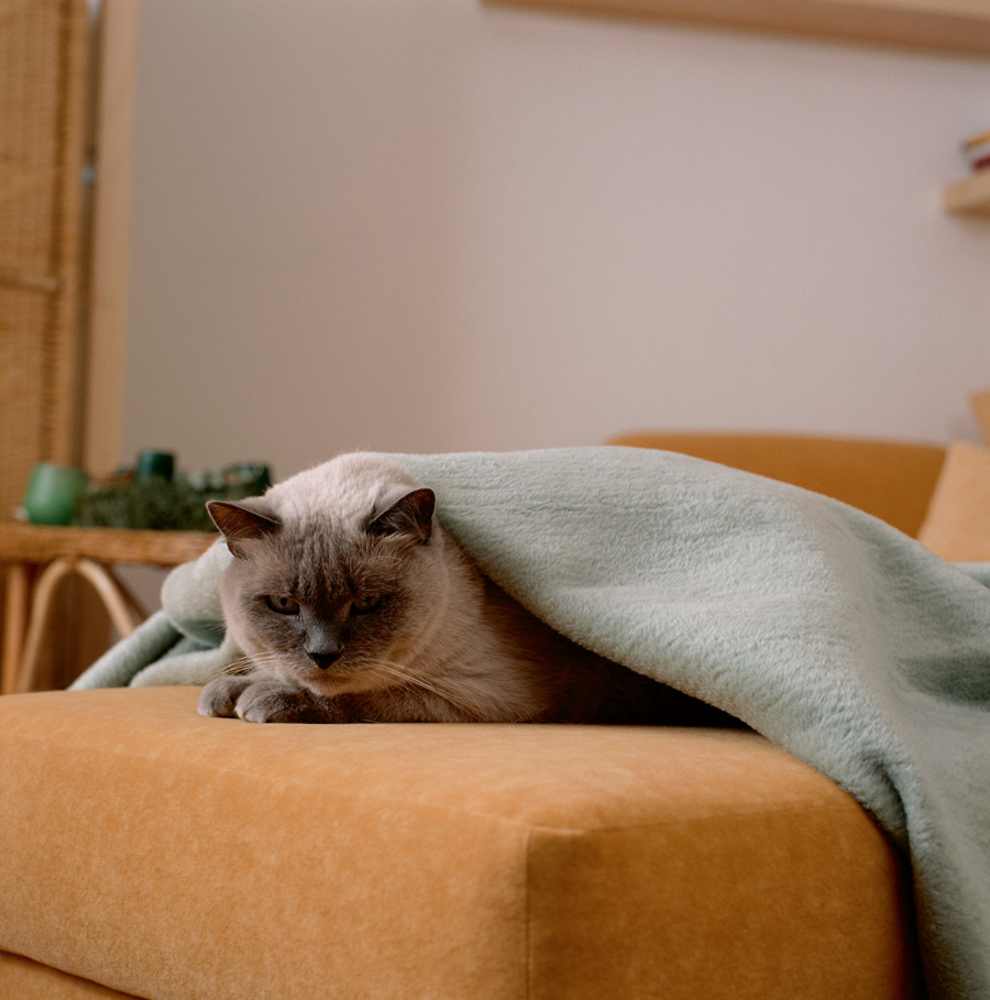 Nedajte parazitom šancu, najlepšia obrana je útok!