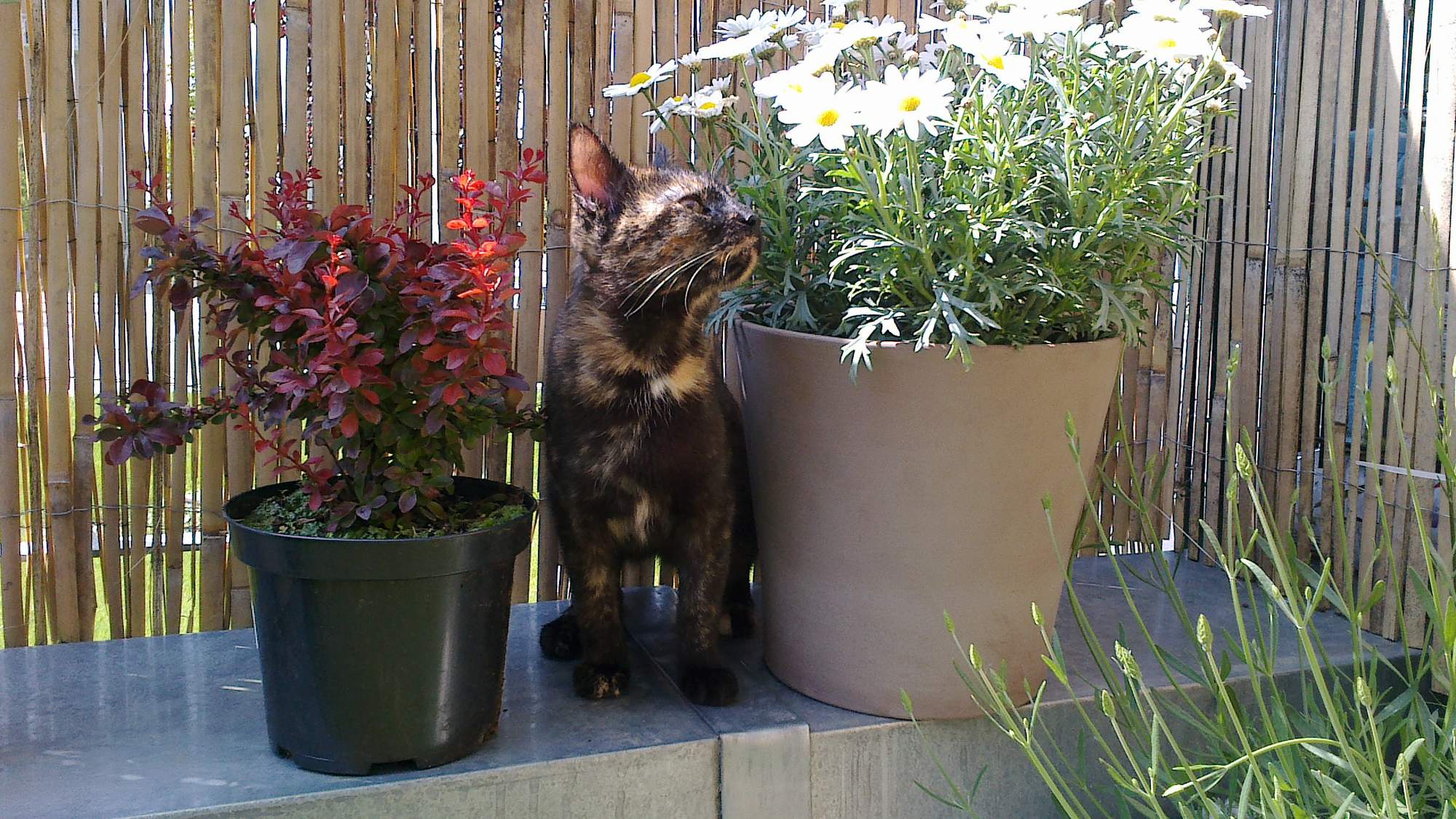 V tieni spravodlivosti & # 8211; 3. diel