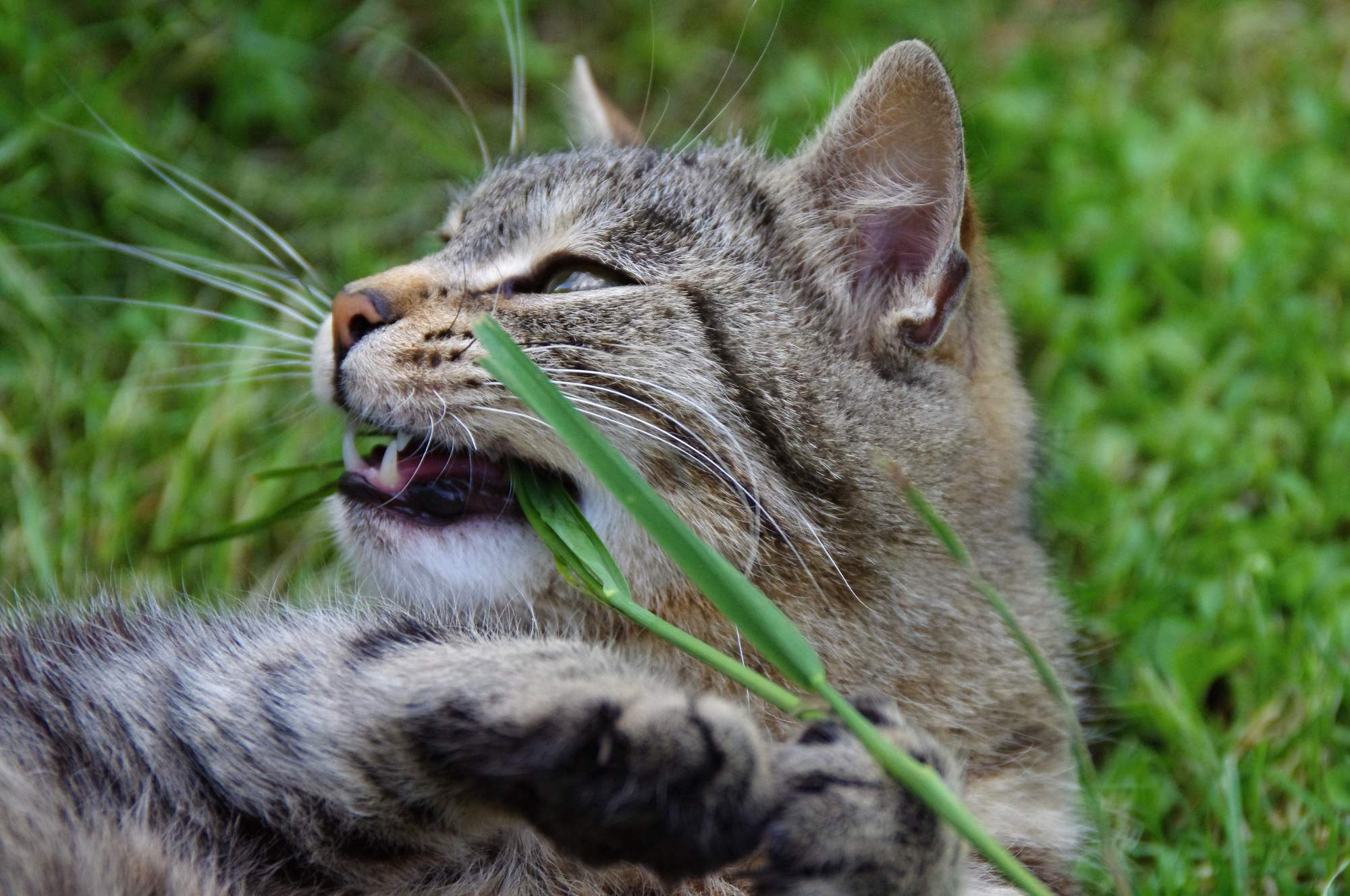 Kocúry vyhnali vlastného otca