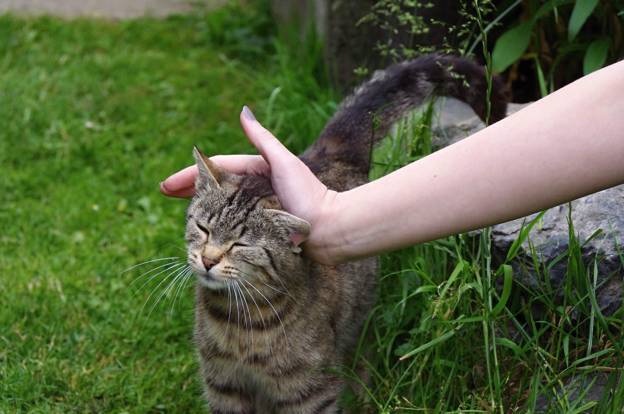 Mačky vhodné pre felinoterapii
