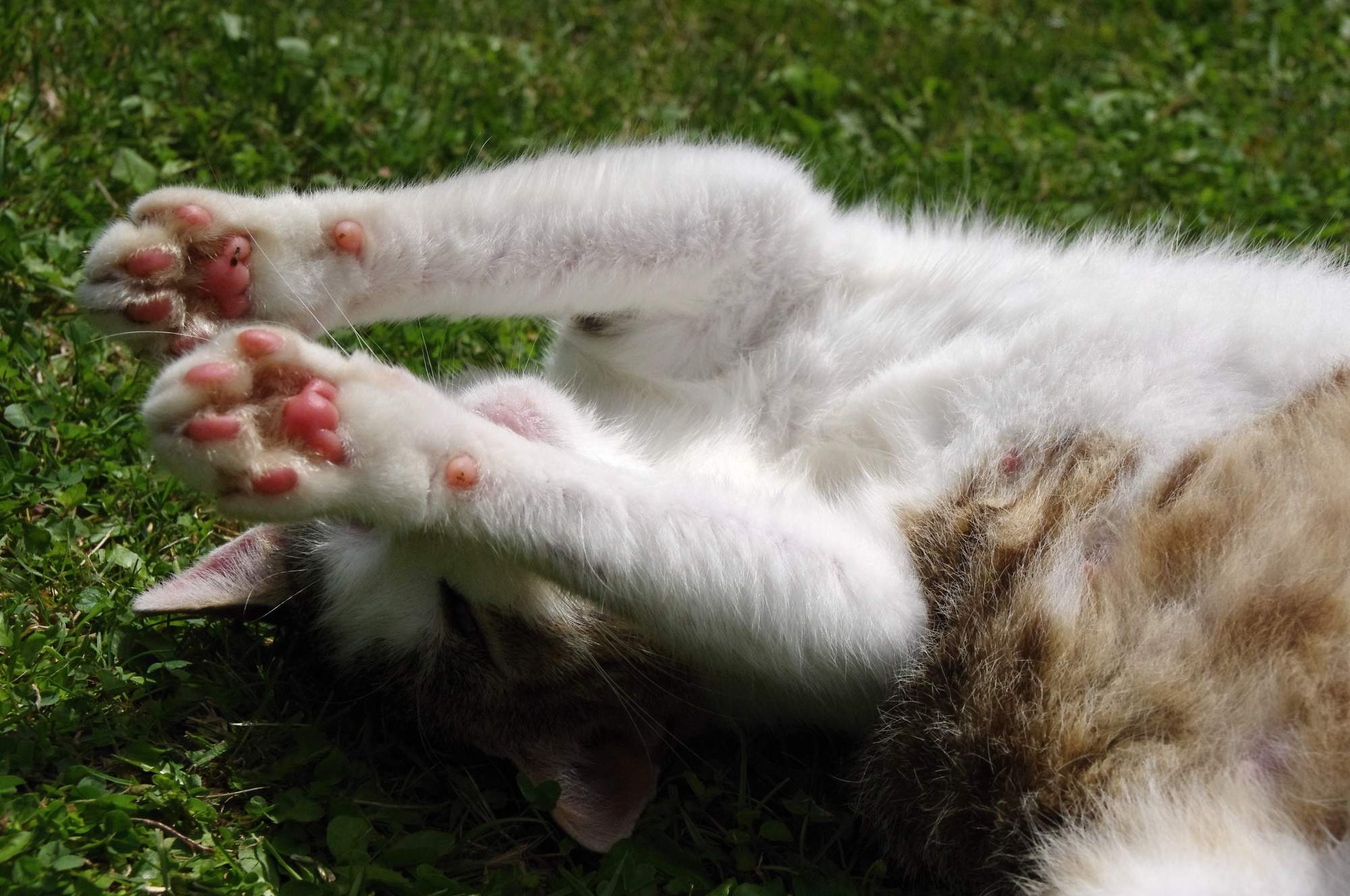 Čo očakávať, keď vaša mačka zostarne?