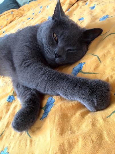 Ako vyzrieť na mačacie chlpy?