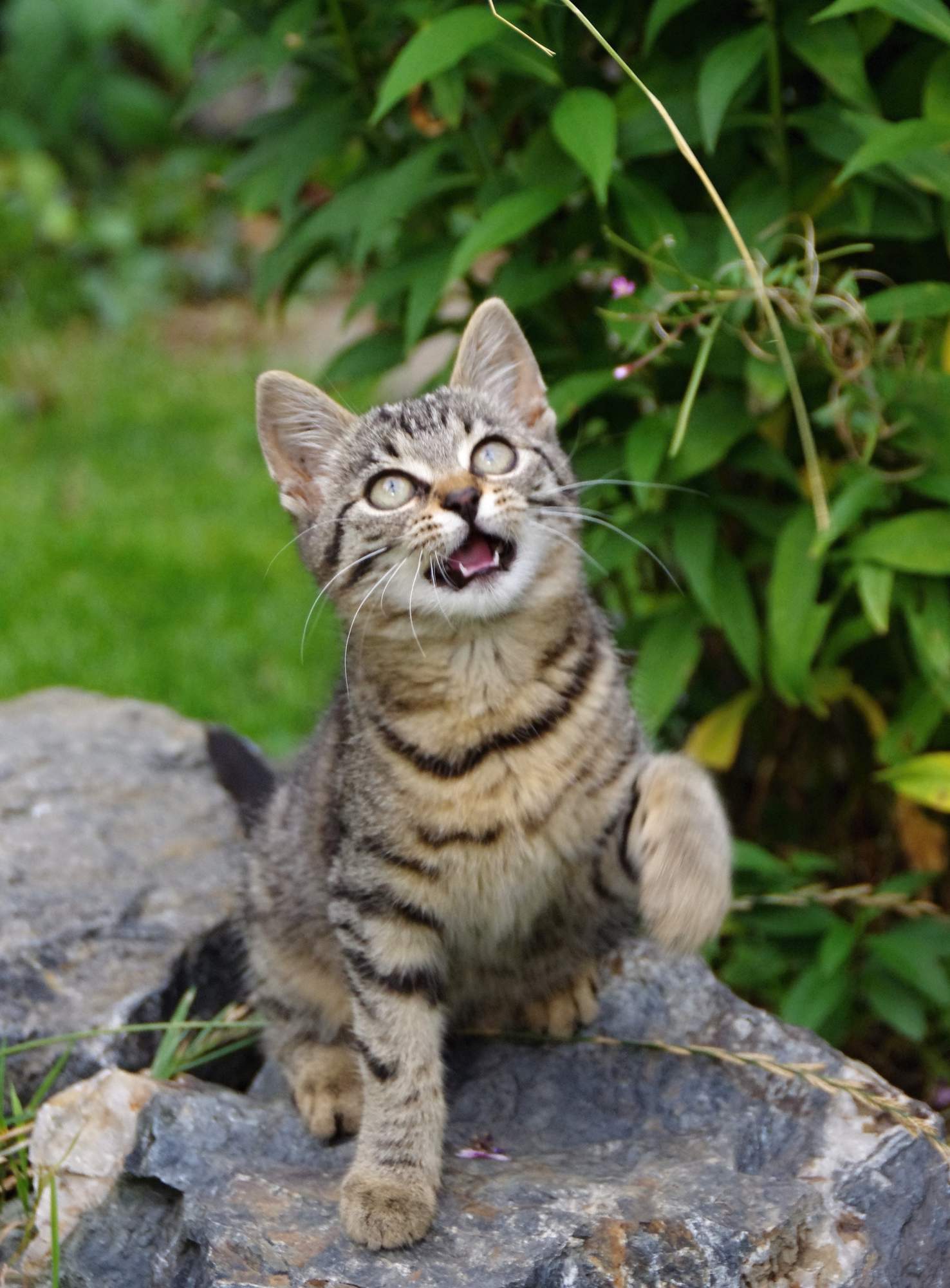 Blchy sú len u bordelár?