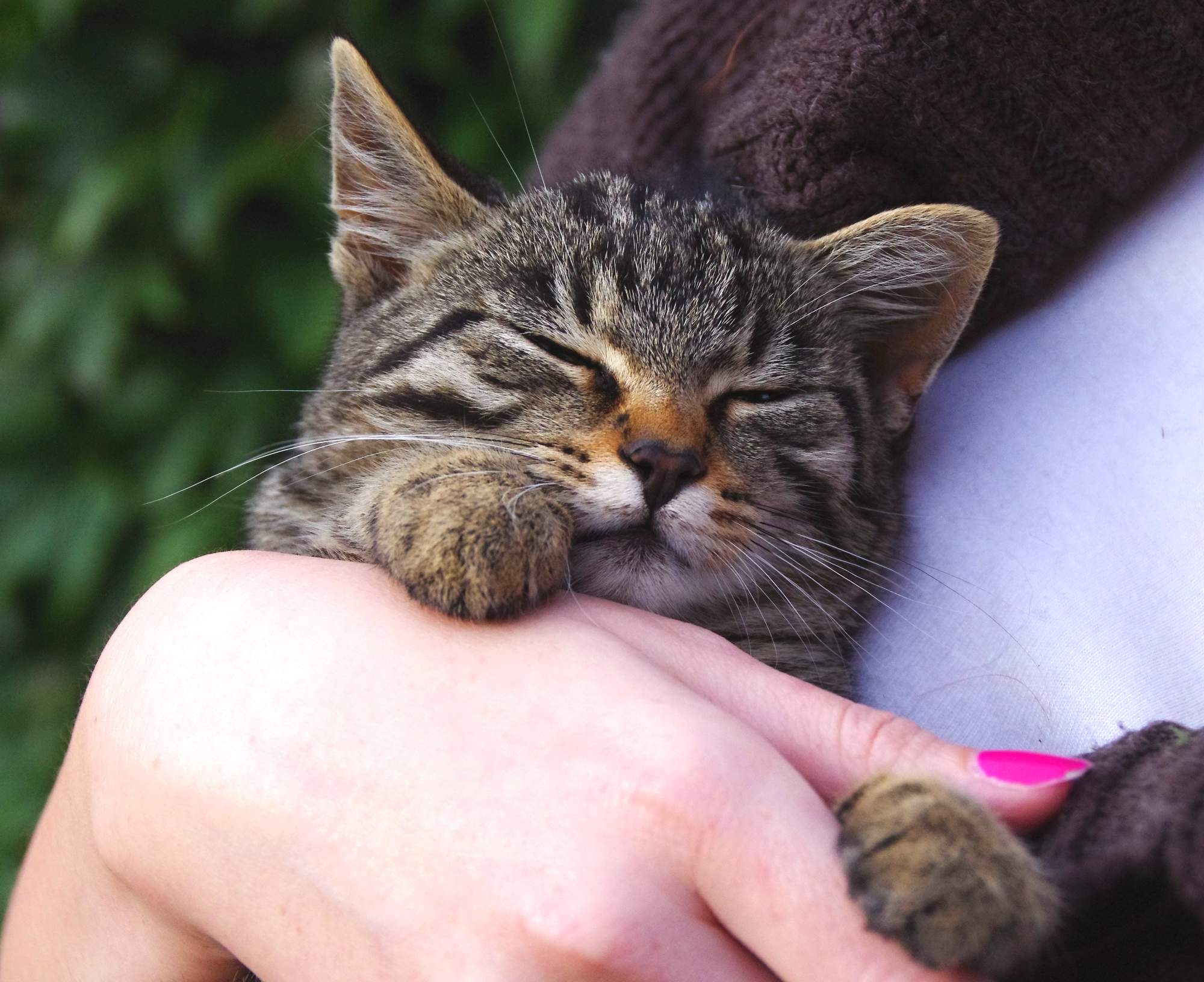 Najobľúbenejšie miesta pre hladenie