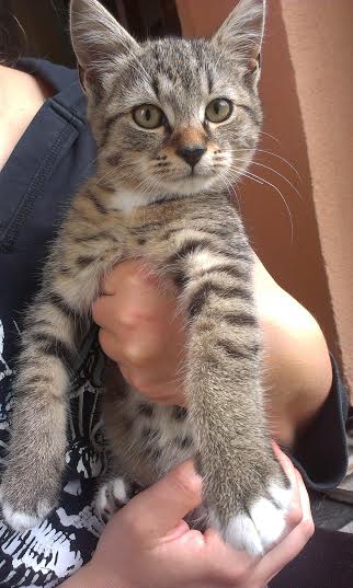 Misky v útulkoch sa opäť plní