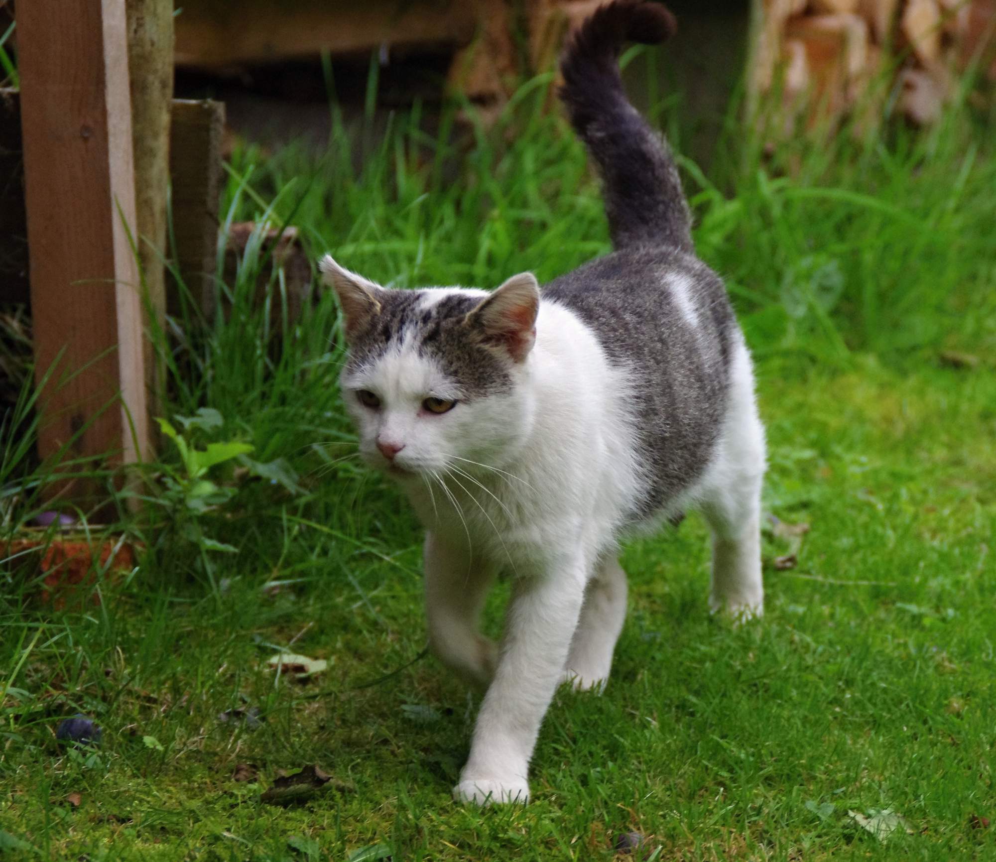 Zásady prevencie pred vnútornými parazitmi