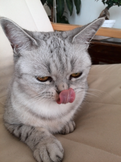 Za domácich miláčikov utrácajú predovšetkým ženy