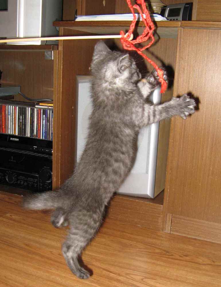 Čo s kúsavým kocúrikom?