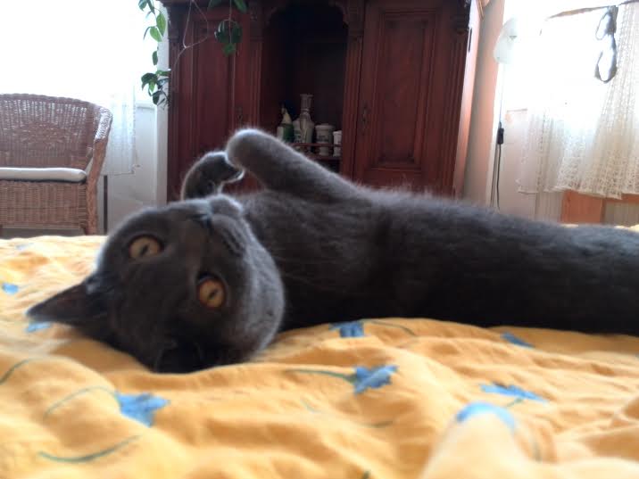 10 vecí o mačkách, ktoré ste možno nevedeli