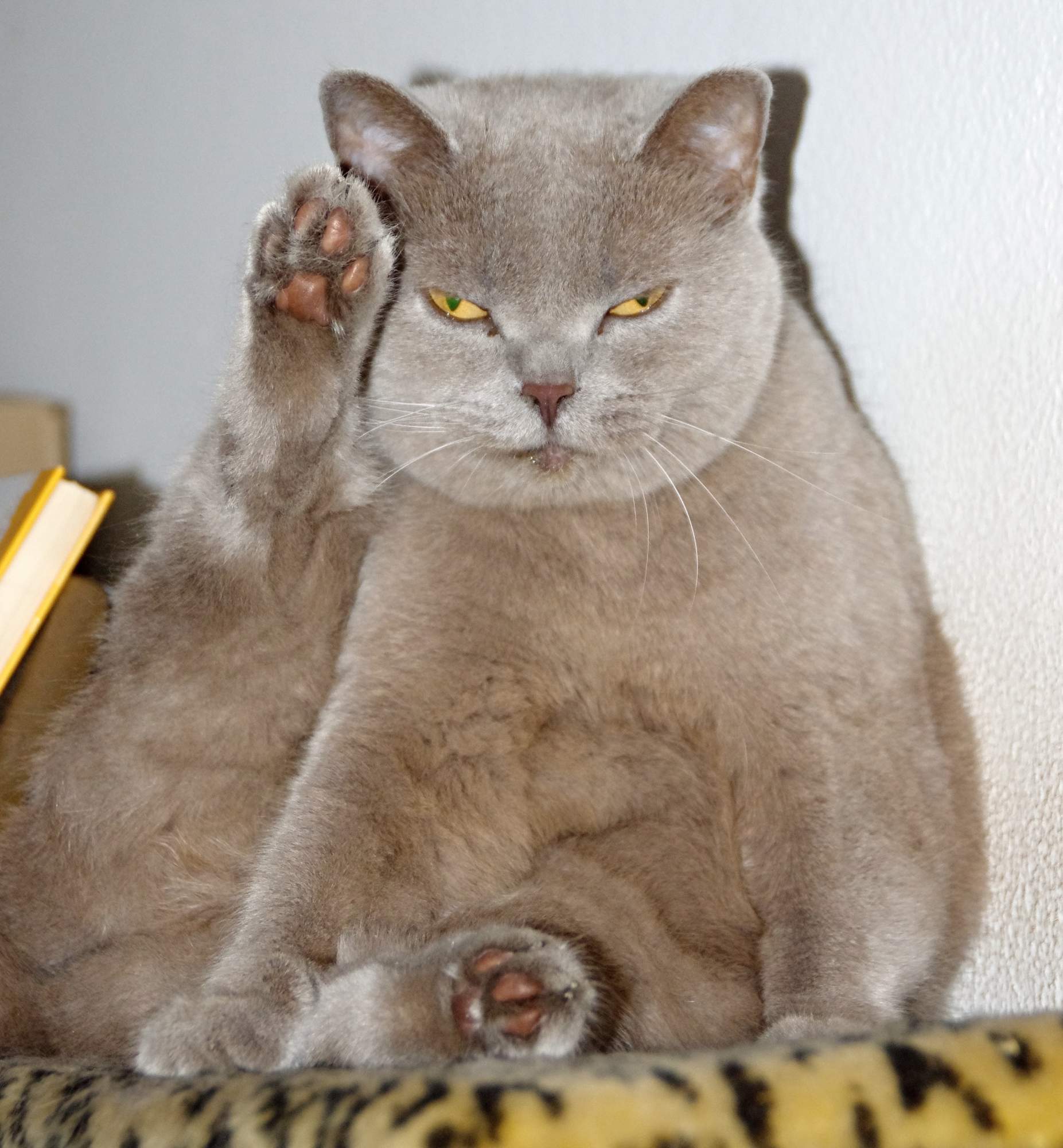 Ako urobiť vašu mačku šťastnú? Zbavte ju stresu.