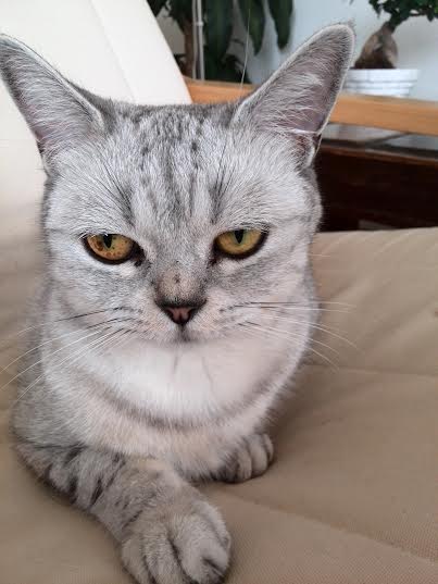 Miss mačka 2014