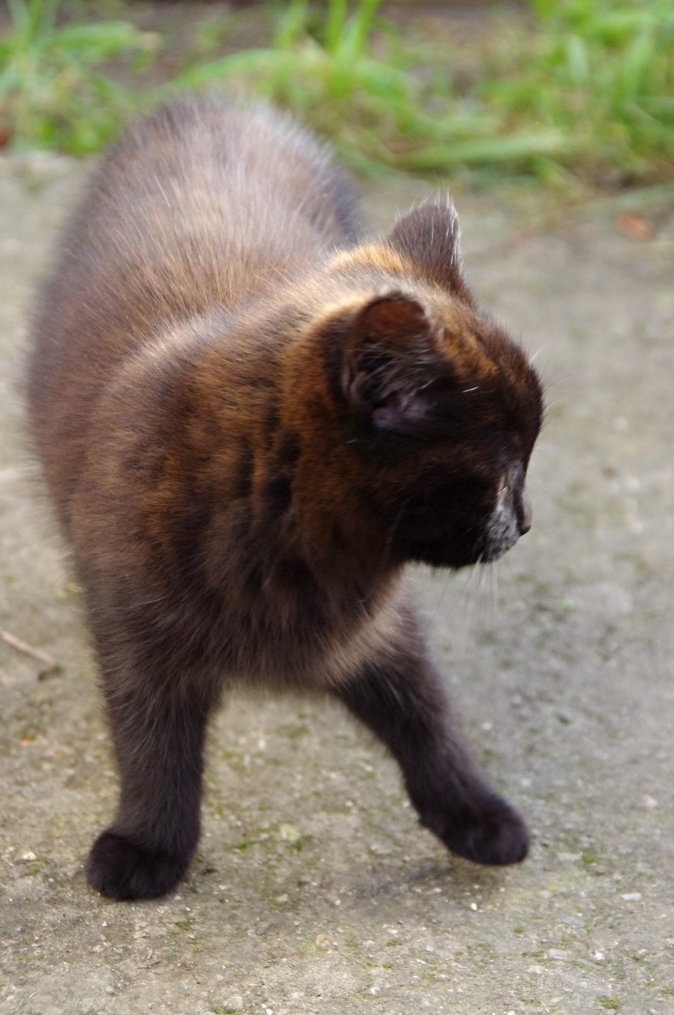 Nové cestovné pasy