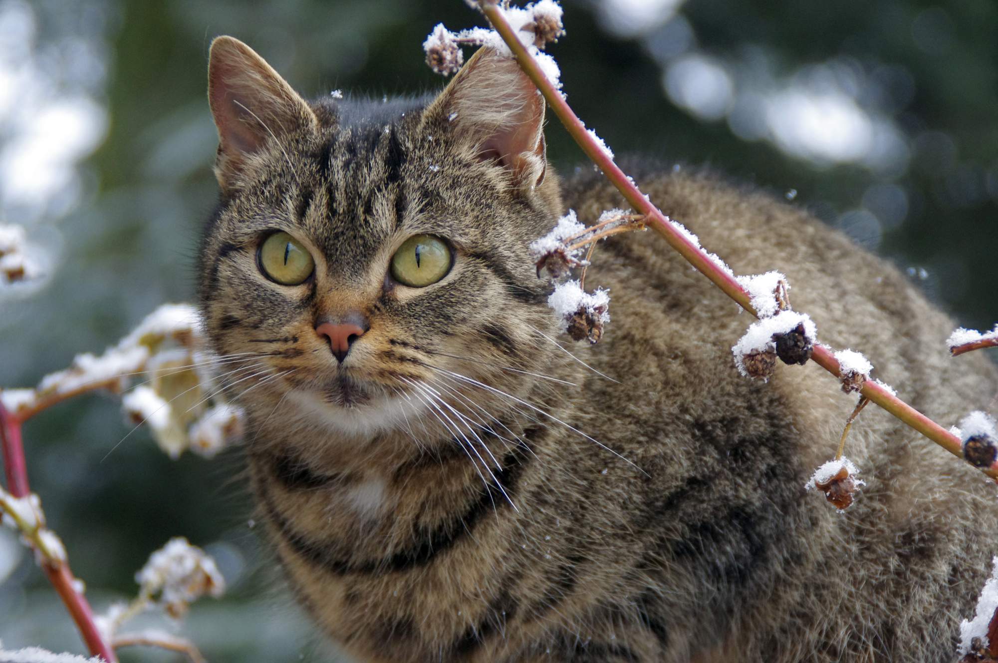 Mačku áno, alebo nie?