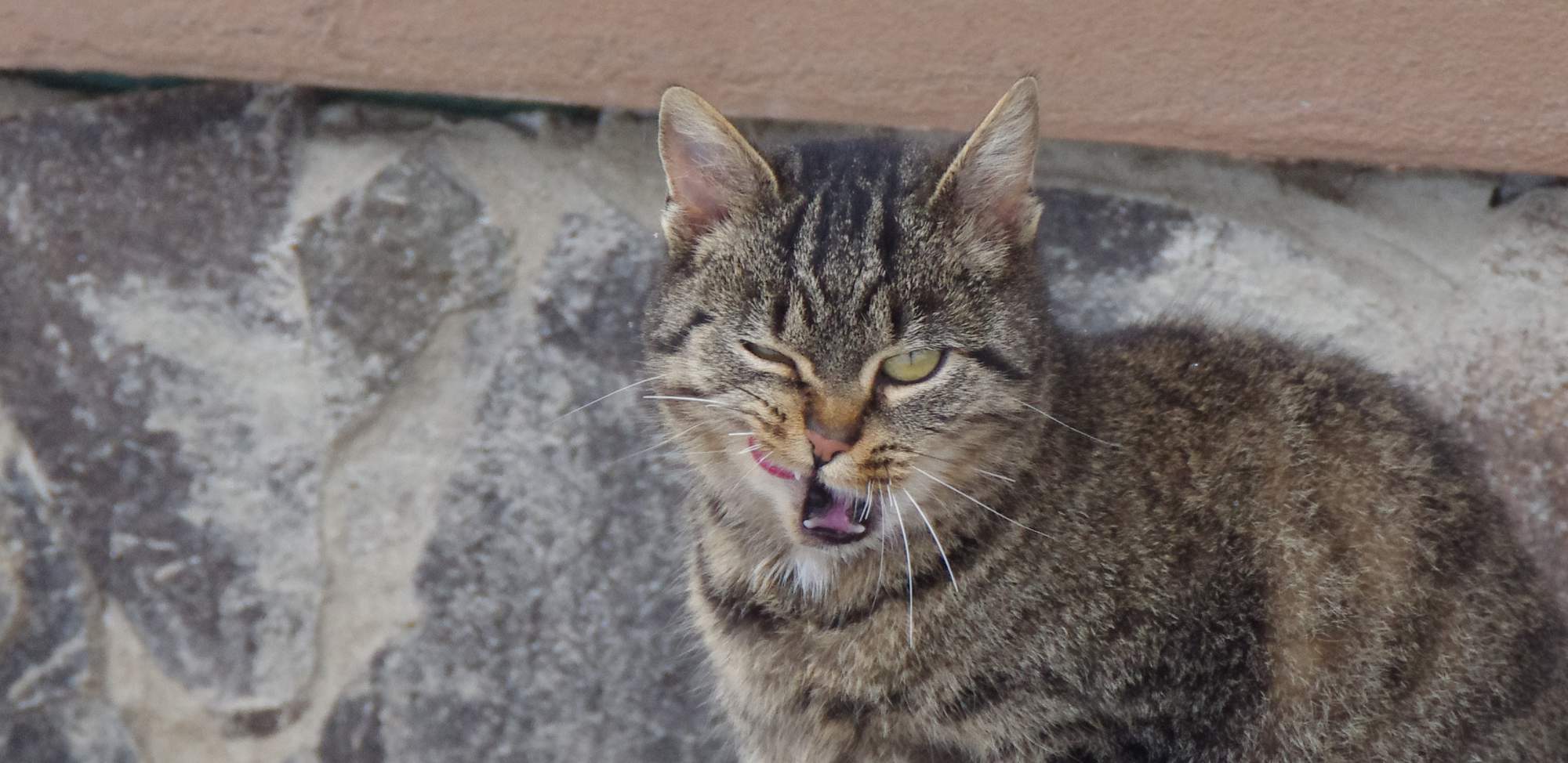 Môžu jesť mačky surové vajcia?