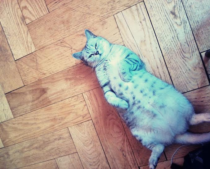 Koľko je vašej mačke?