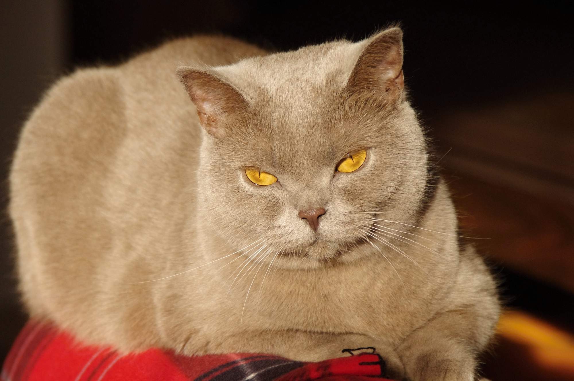 Pozvánka na medzinárodnú výstavu mačiek