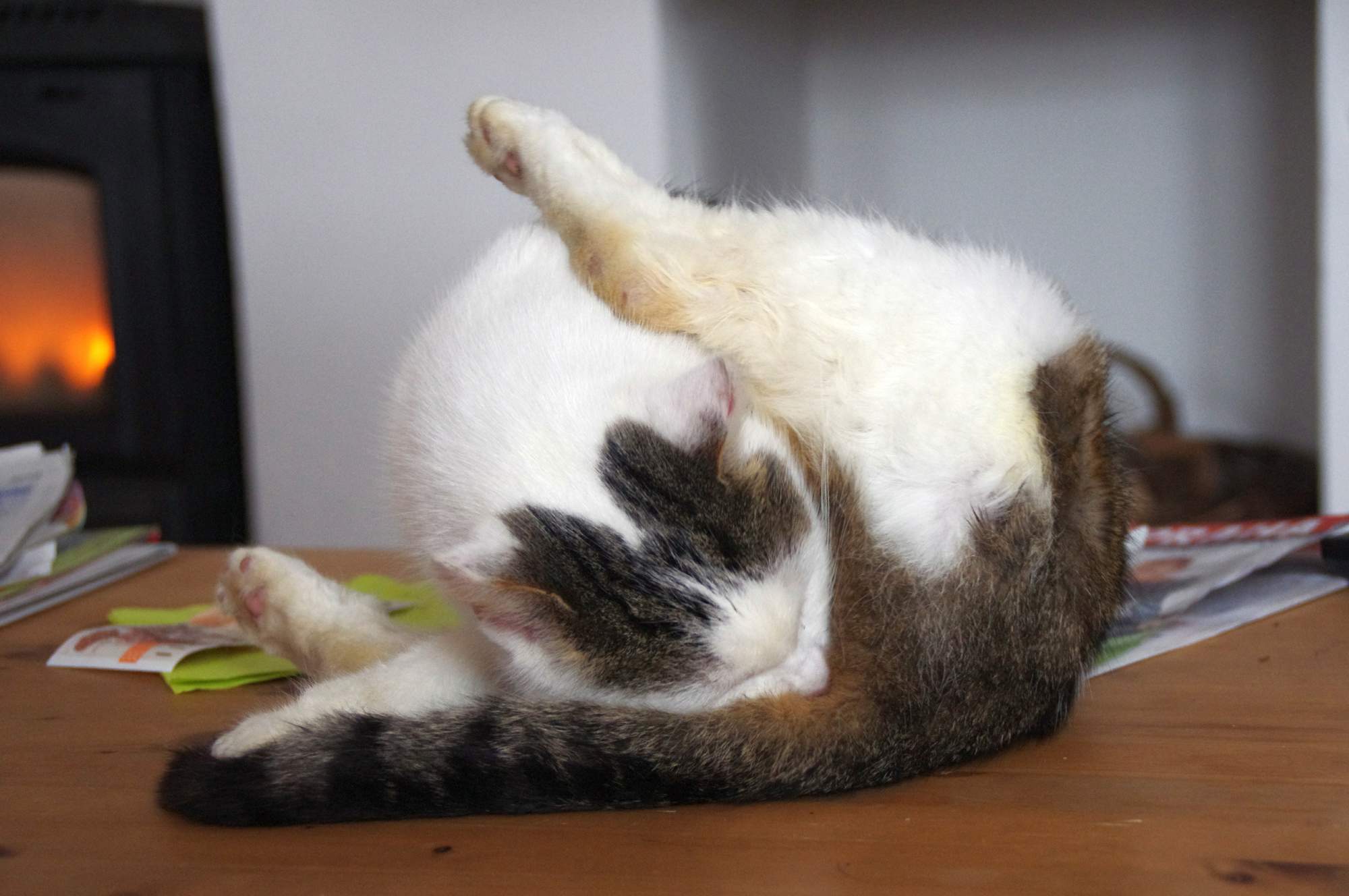 Blchy a kliešte môžu prekvapiť aj v predjarí