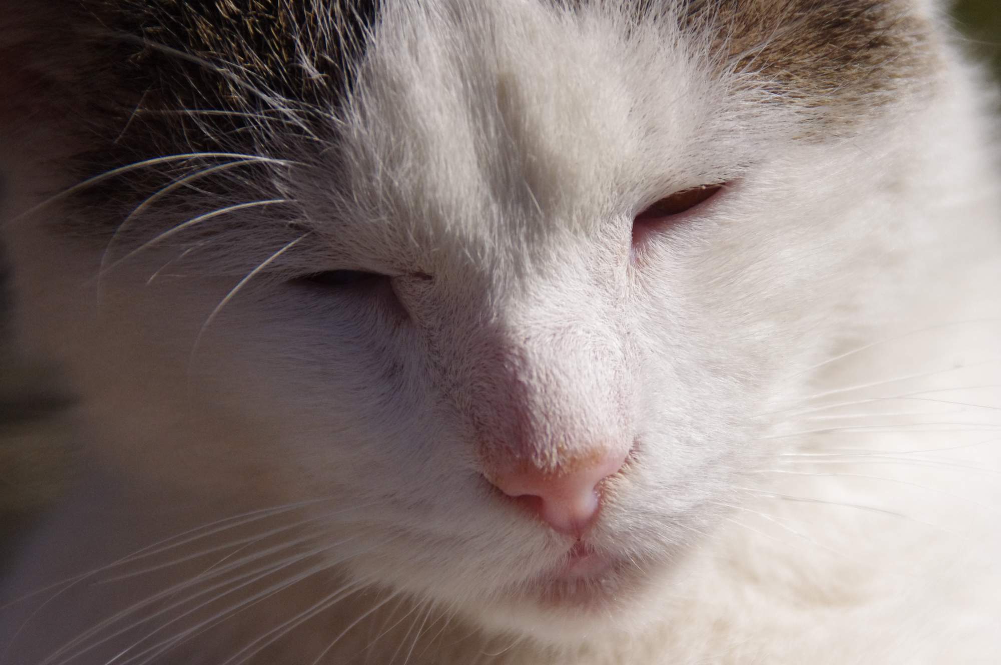 Zatočte s mačacie nadváhou