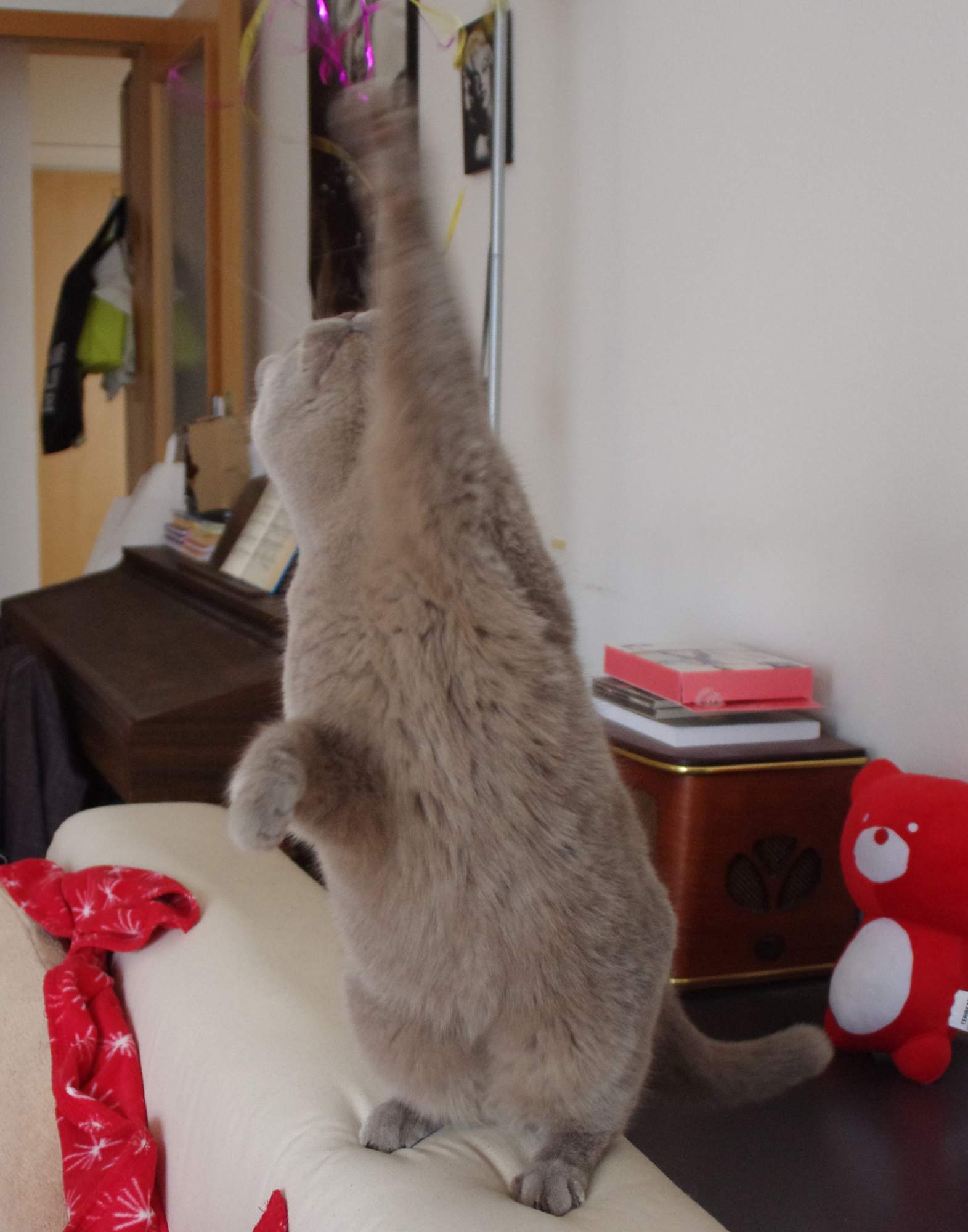 Kedy sa s mačkou hrať?