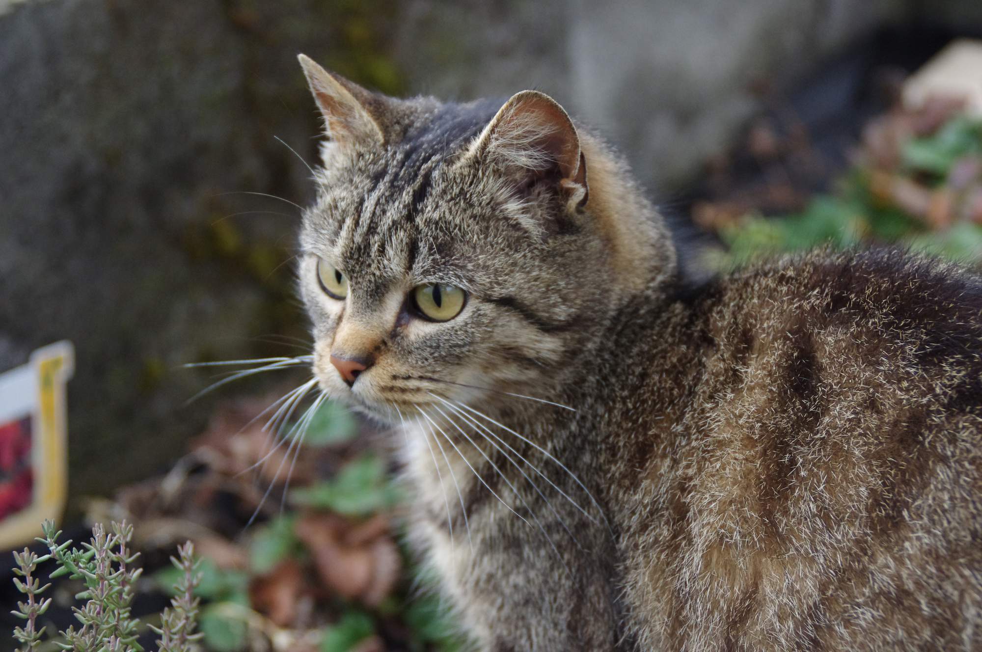Správne odstránenie kliešťa