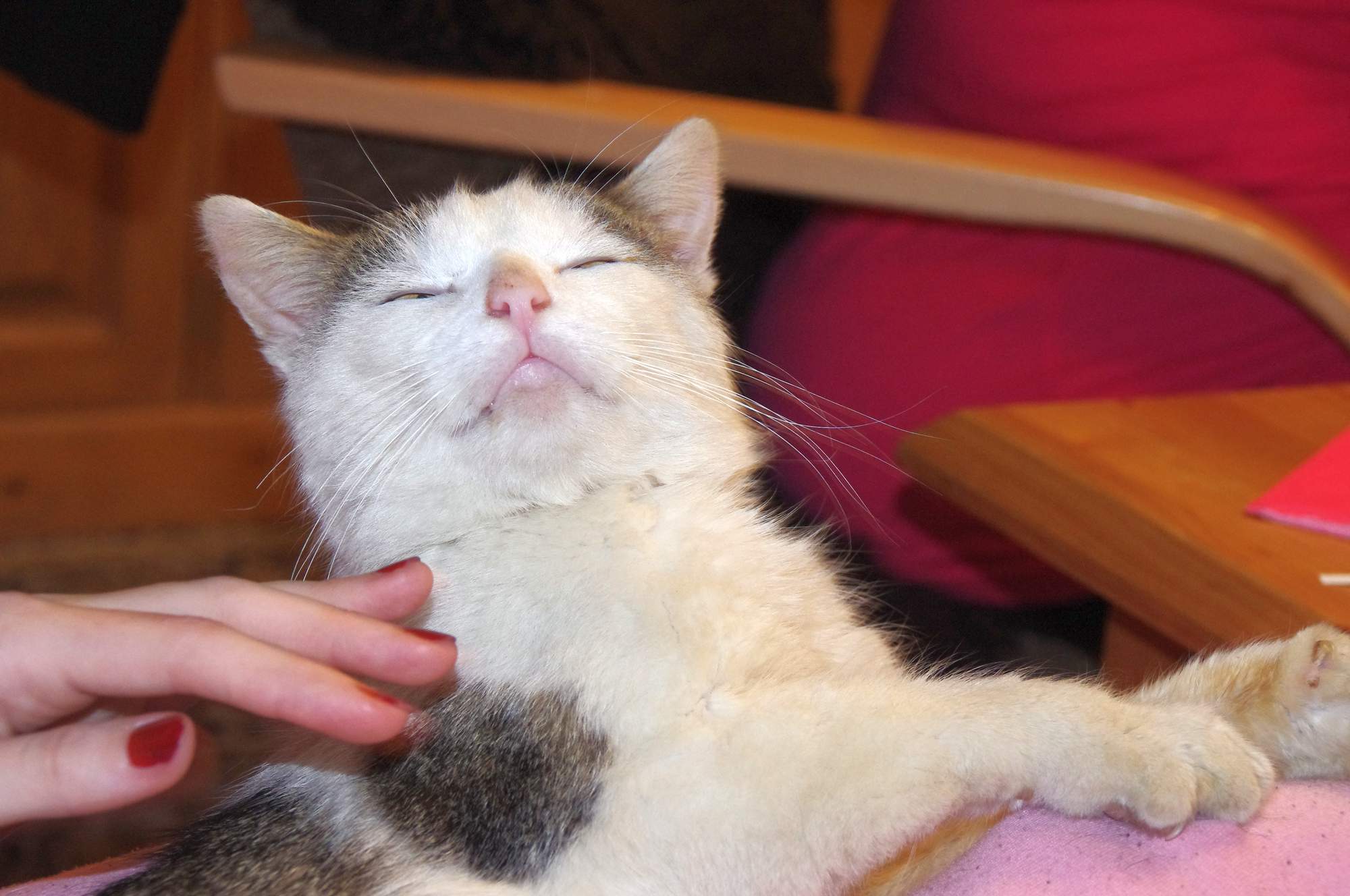 5 spôsobov, ako potešiť mačku