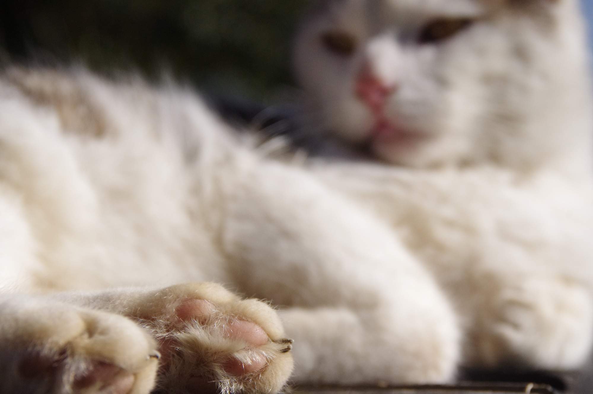 Ako najlepšie rozmraziť mäso?