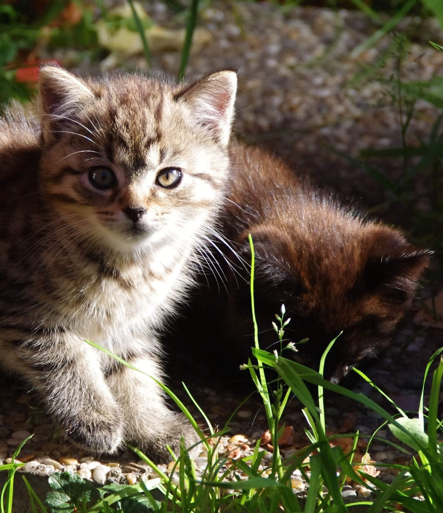 Farba mačacích očí