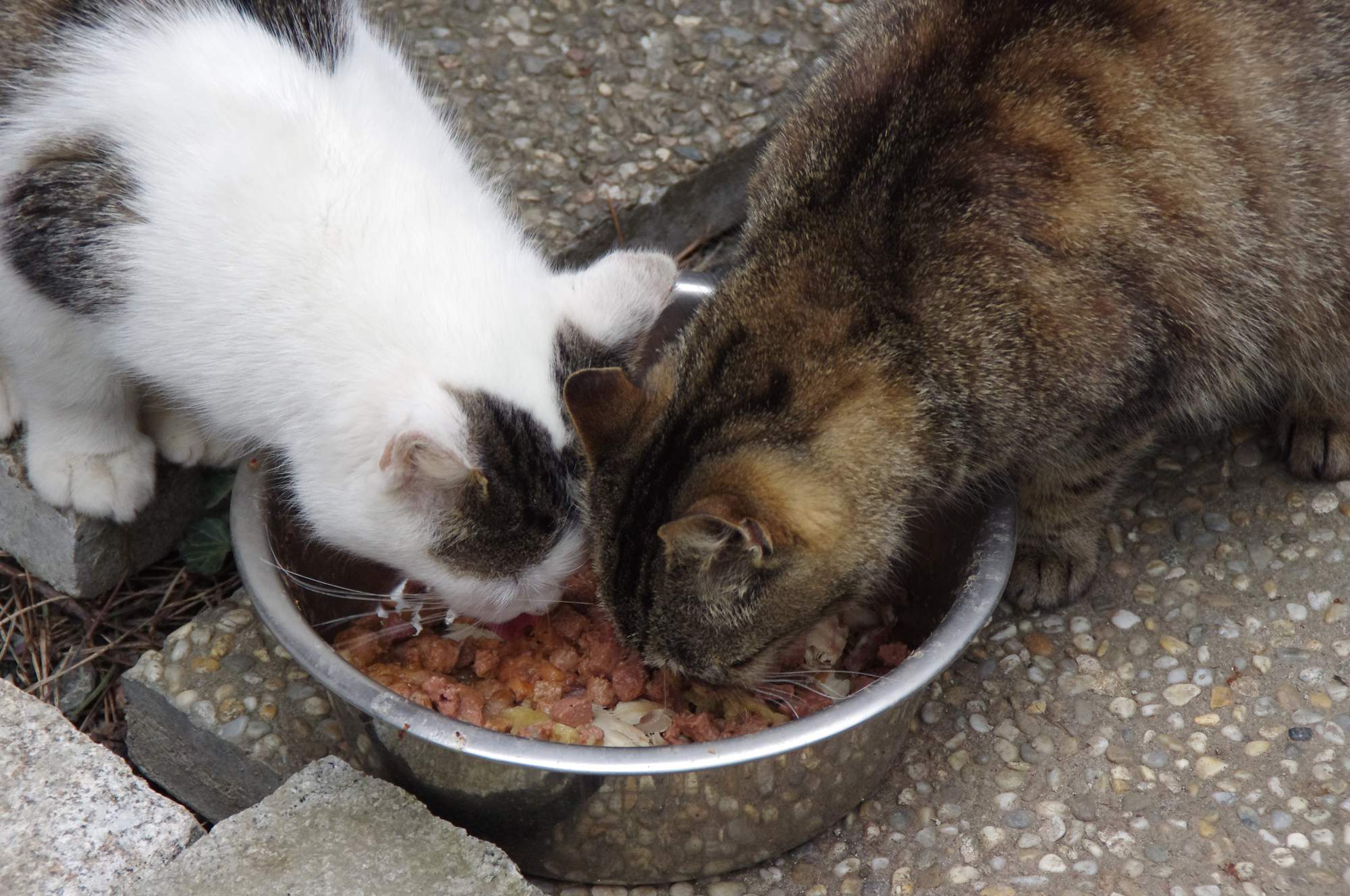 11 jednoduchých rád o kŕmení mačky