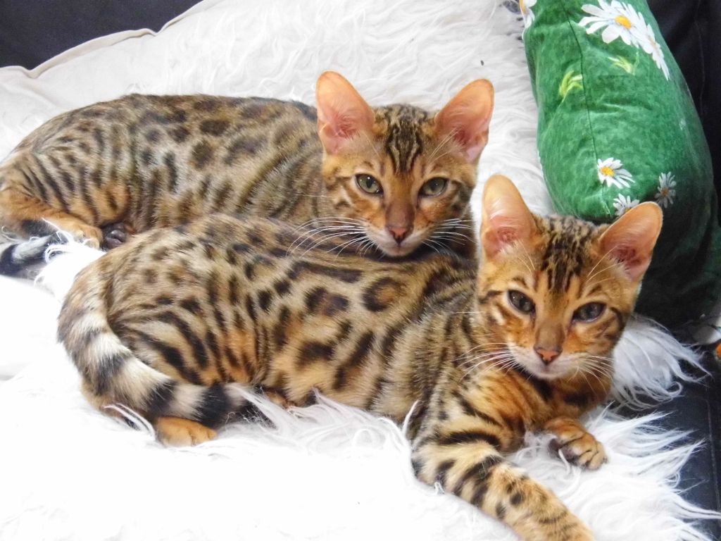 10 vecí, ktoré by ste o bengálkách mali vedieť