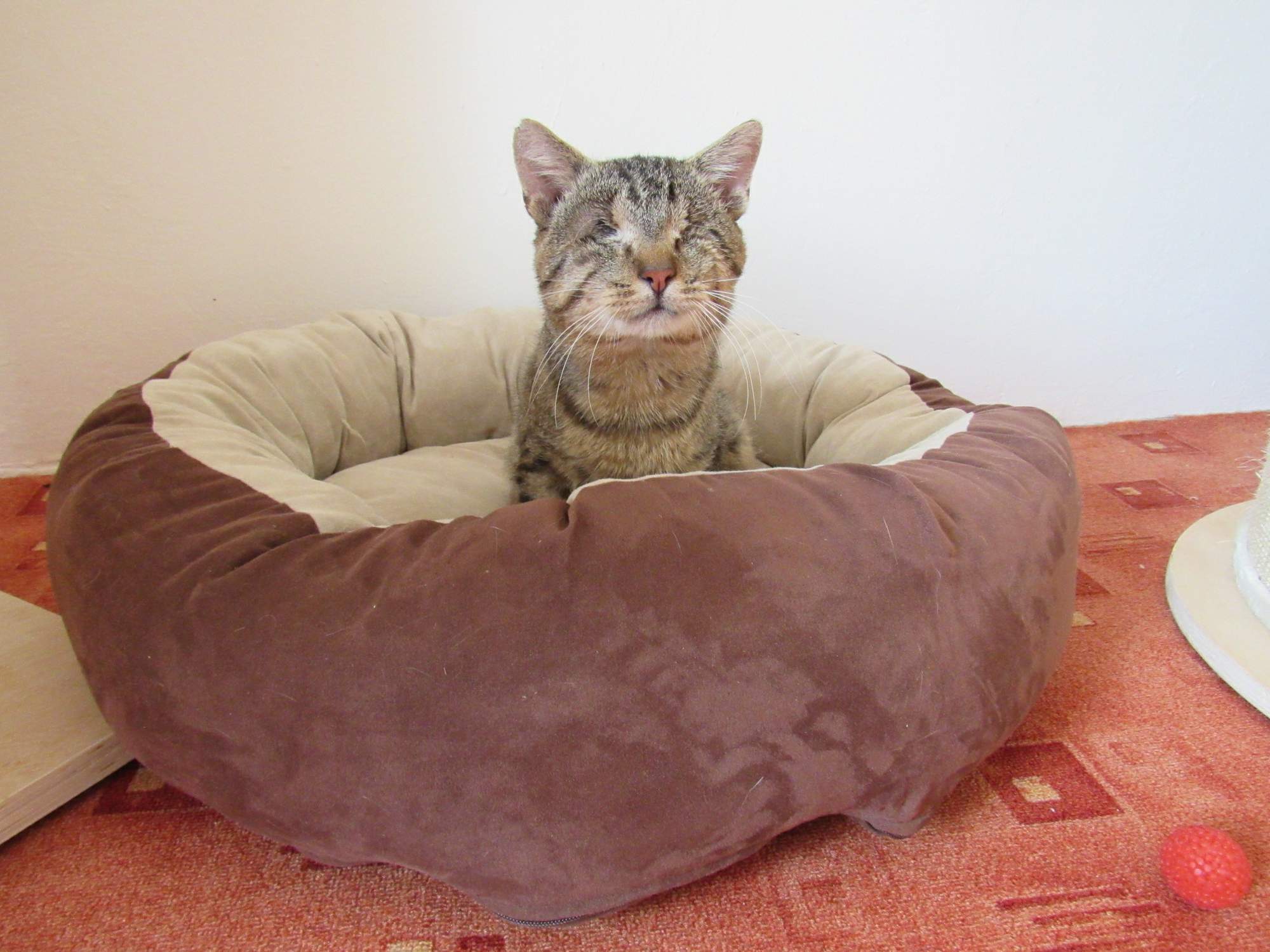 Adopcia slepej mačky