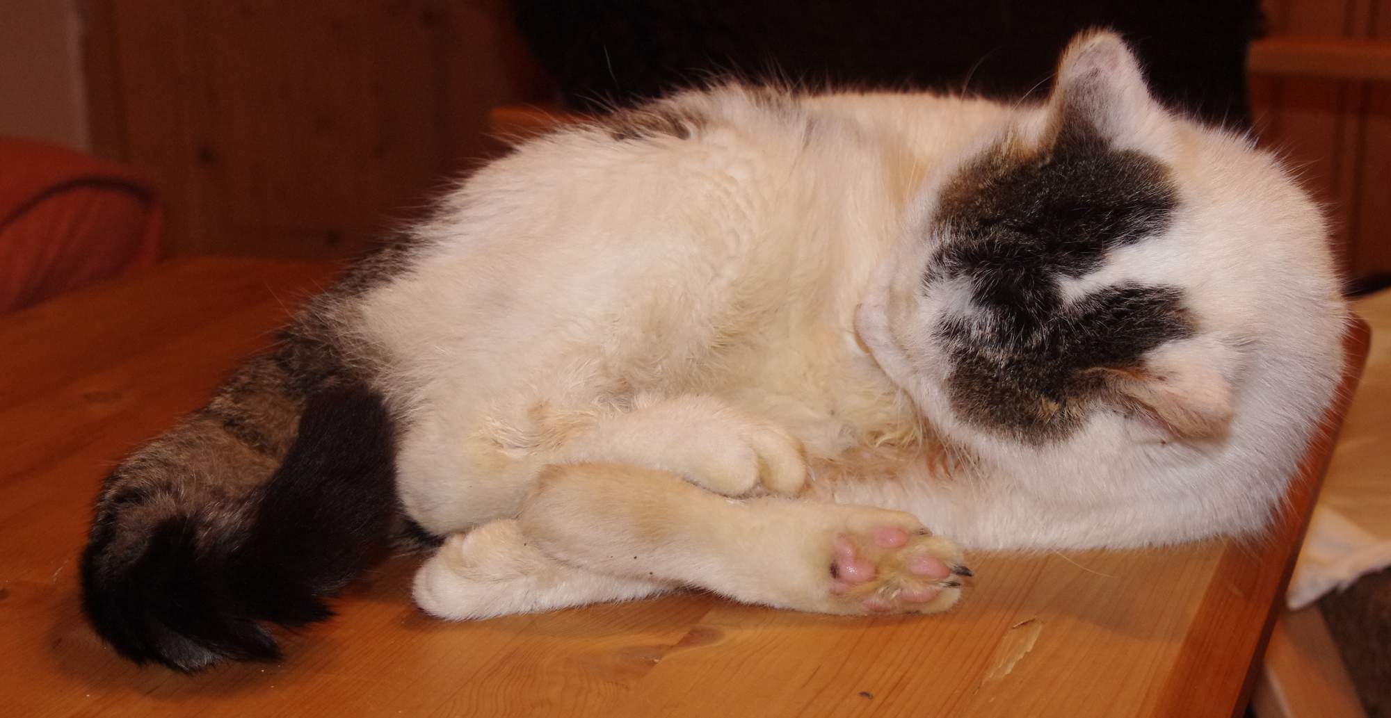 Aj bytová mačka môže mať alergiu na blchy