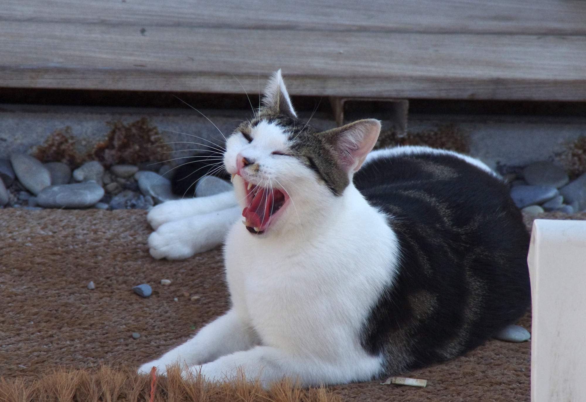 7 mýtov o kastráciu psov a mačiek