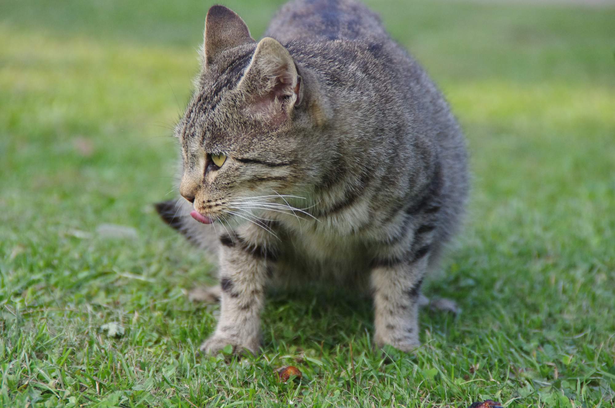 10. ročník umiestňovacej výstavy Sen zvierat