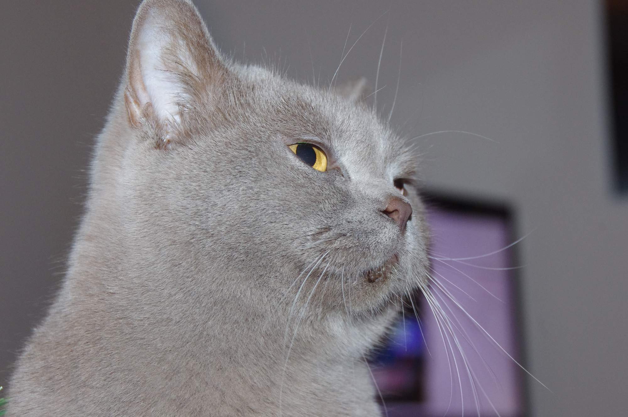 Pozvánka: Medzinárodná výstava mačiek Ostrava 3.-4. 10. 2015