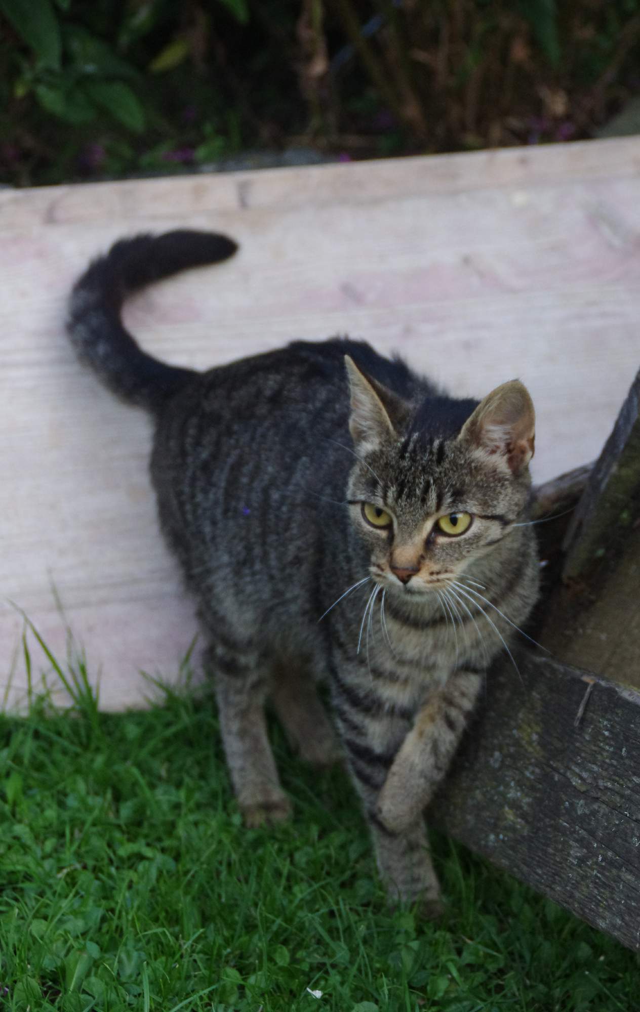 Stratila sa vám mačka? Nepanikárte a riaďte sa našimi radami.