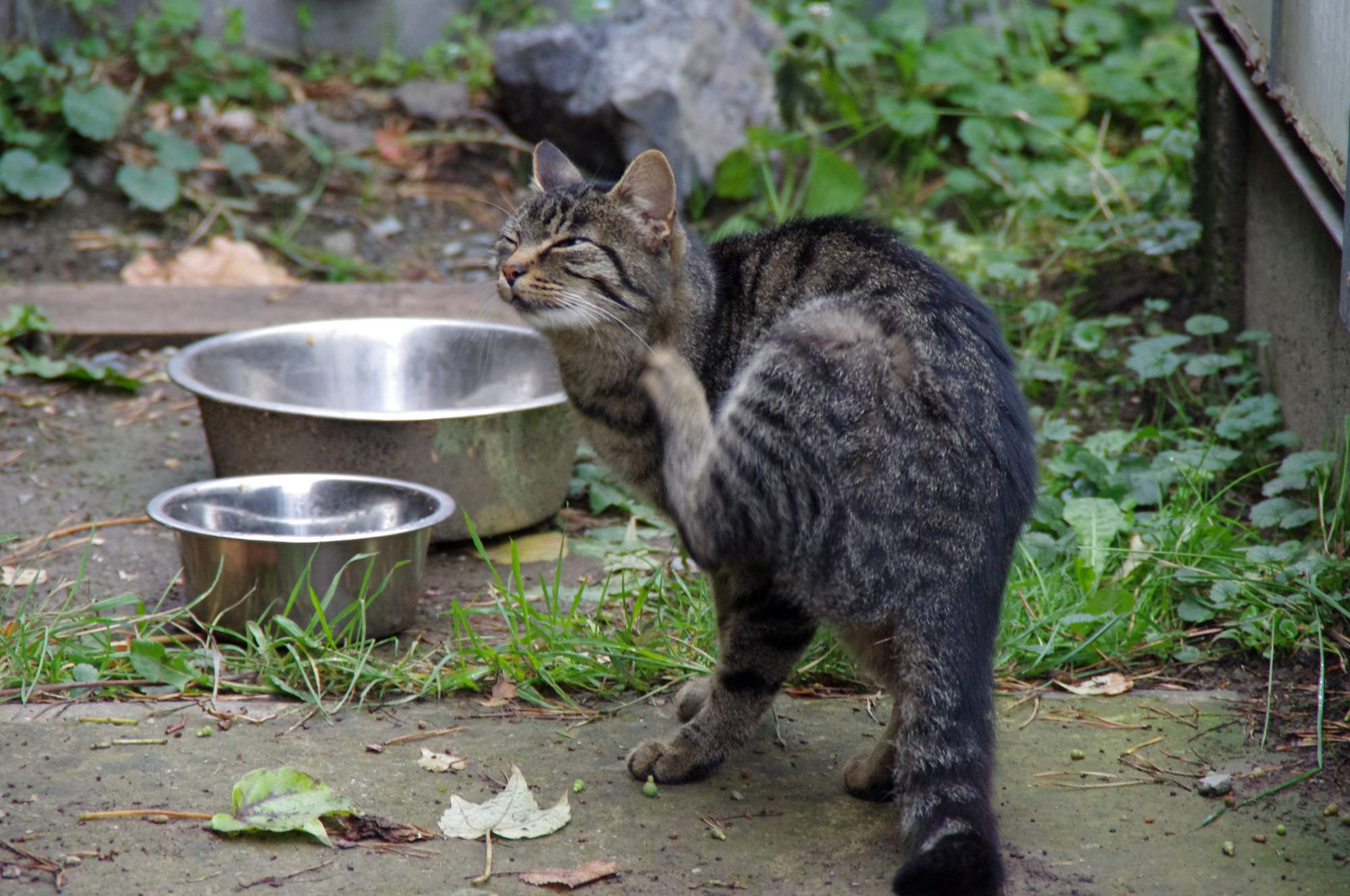 Pár jednoduchých rád o kŕmení mačiek