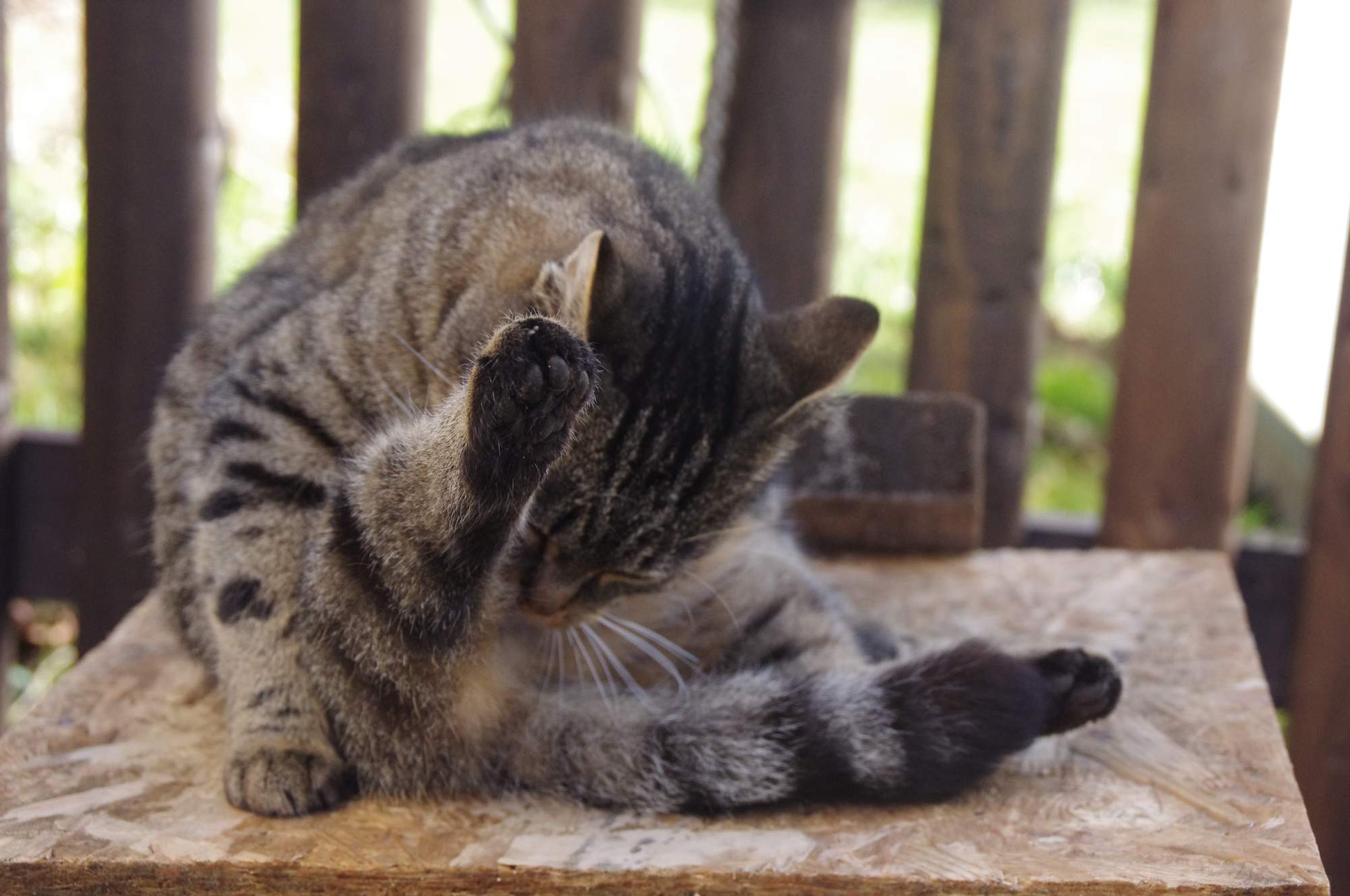 10 príznakov, že je vaša mačka v strese