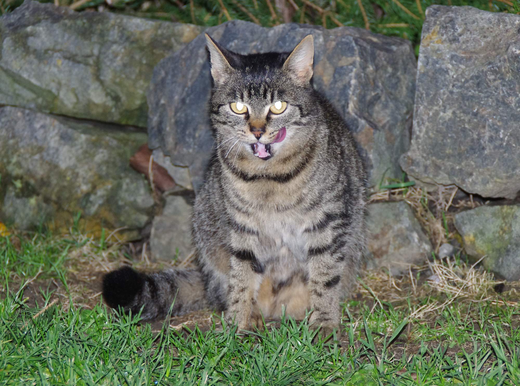 Mačka nie je malý pes, a to platí aj vo výžive