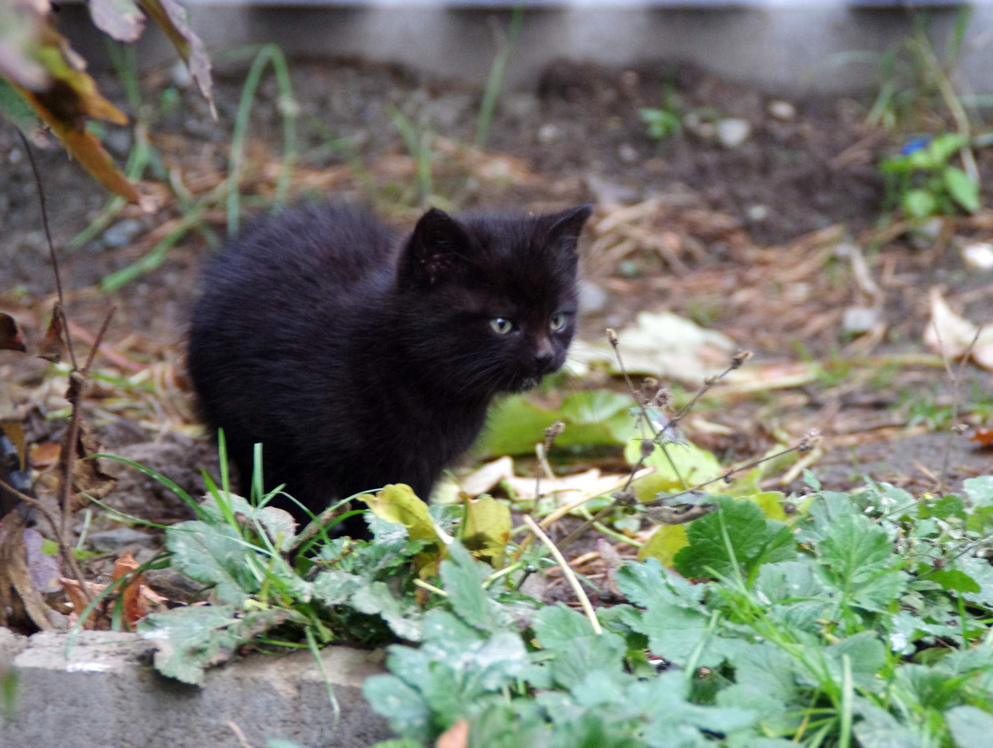 Čo robiť, keď sa stretnete s týraním zvieraťa?