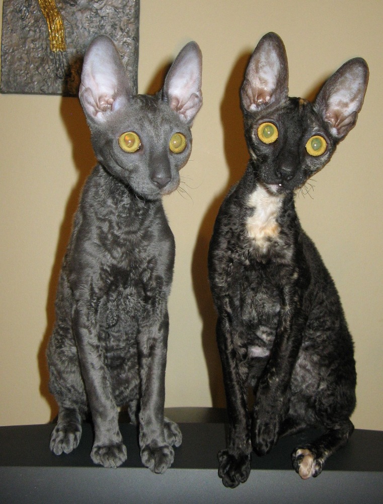 Nezabudnite: Medzinárodná propagačné výstavu mačiek v termíne 23.-24. 1. 2016 v hoteli Diplomat na Prahe 6