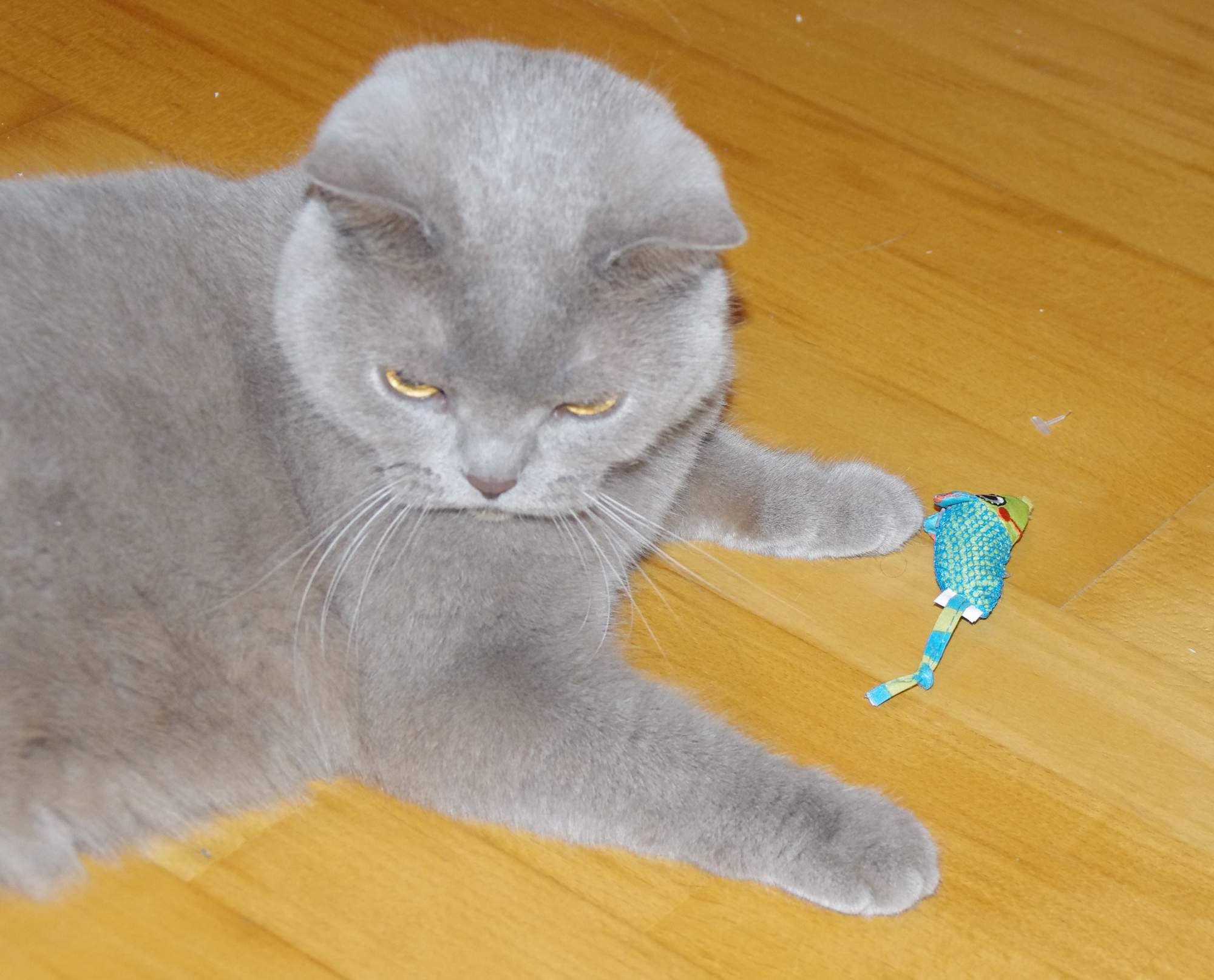 9 spôsobov, ako zabaviť mačku